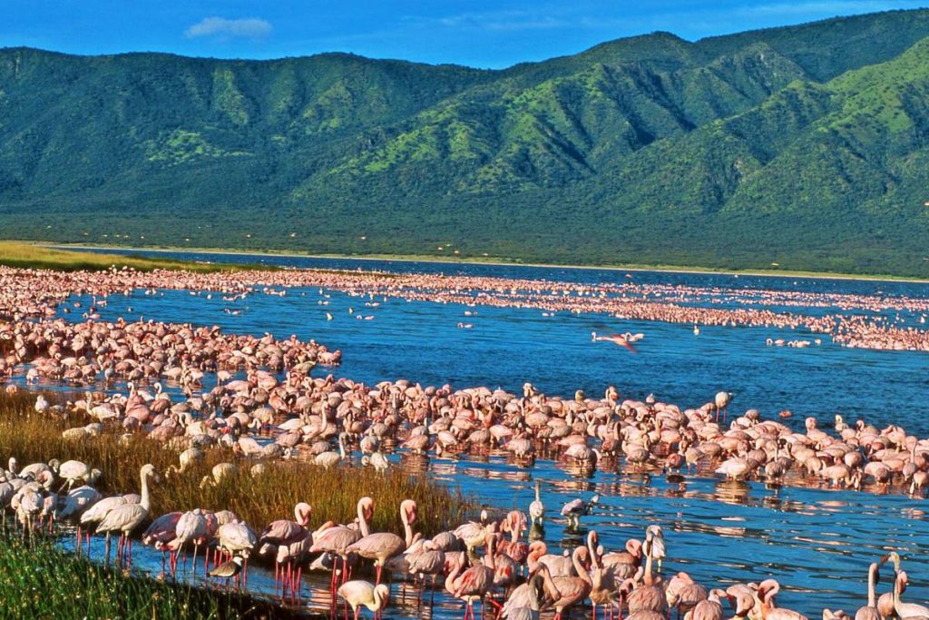 Witness the breathtaking beauty of flamingos gracing the alkaline waters of Lake Elementaita